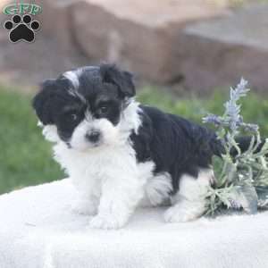 Sasha, Havachon Puppy